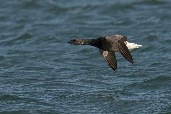 Fiskmås Som Flyger Havet — Stockfoto