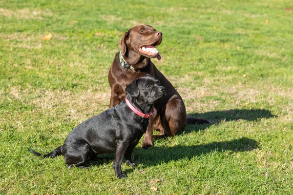 Собаки Играющие Палкой Траве — стоковое фото