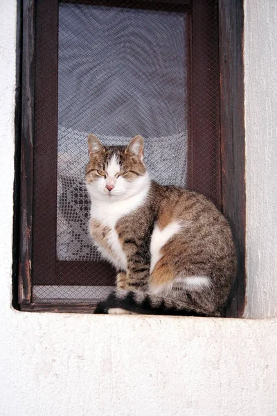 Söt Katt Fönstret — Stockfoto