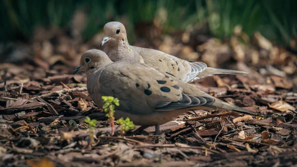 Canard Blanc Dans Forêt — Photo