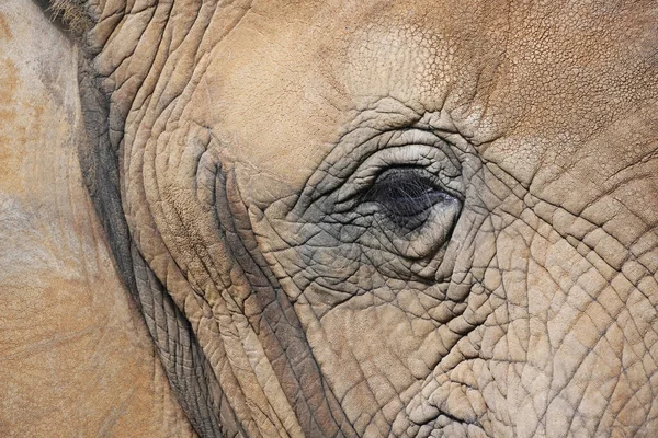 Primer Plano Gran Elefante Africano — Foto de Stock