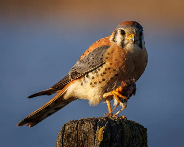 Piękny Ptak Natura Fauna — Zdjęcie stockowe