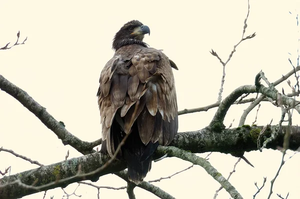 Μαυροκέφαλος Αετός Κλαδί Δέντρου — Φωτογραφία Αρχείου