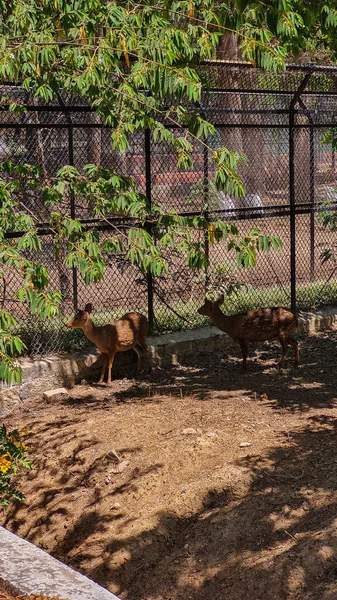 Une Belle Vue Sur Cerf Dans Zoo — Photo