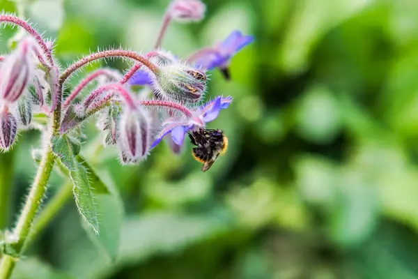 Piękne Botaniczne Ujęcie Naturalna Tapeta — Zdjęcie stockowe