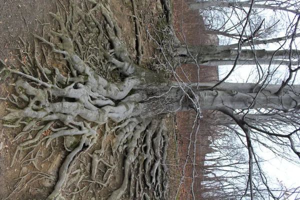 Uma Árvore Floresta — Fotografia de Stock