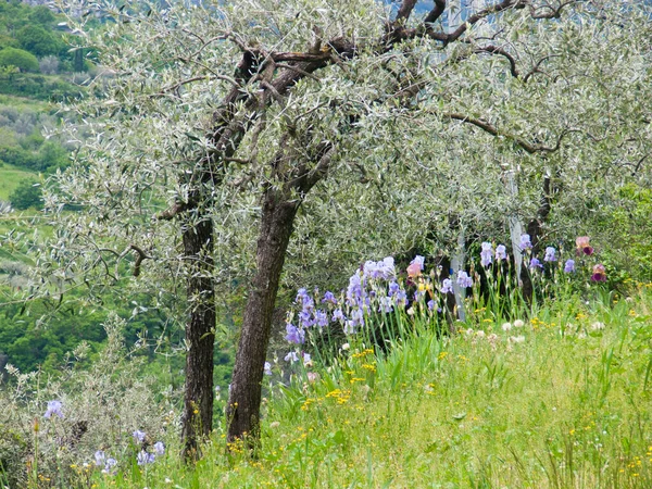 Bellissimi Fiori Giardino — Foto Stock