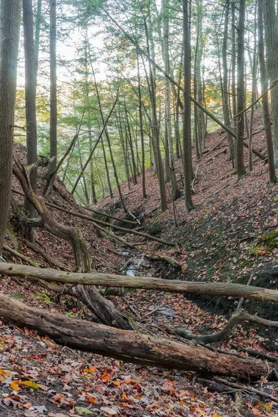 Όμορφο Φθινόπωρο Δάσος Στα Βουνά — Φωτογραφία Αρχείου