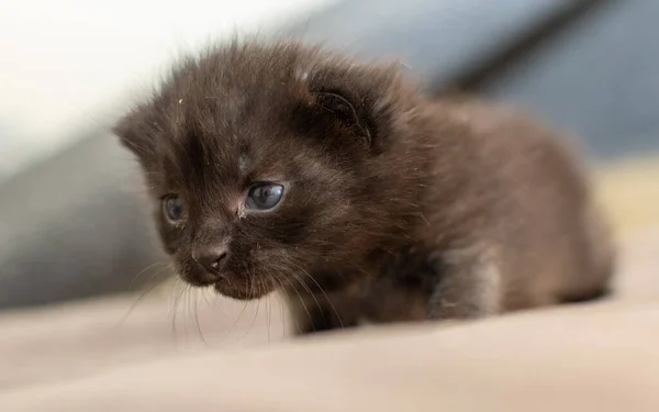 Lindo Pequeño Kitten Fondo Ventana —  Fotos de Stock