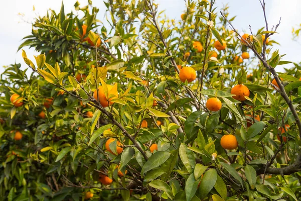 木の枝に橙色の熟したみかん 美しい天然柑橘類 — ストック写真