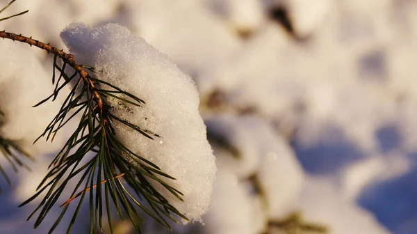 Snö Täckt Med Vita Fluffiga Blad Bakgrund Snöig Skog — Stockfoto