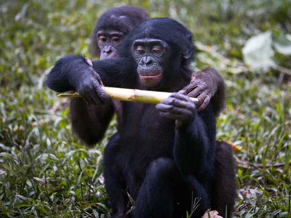 Fekete Gorilla Anyjával Fiával — Stock Fotó