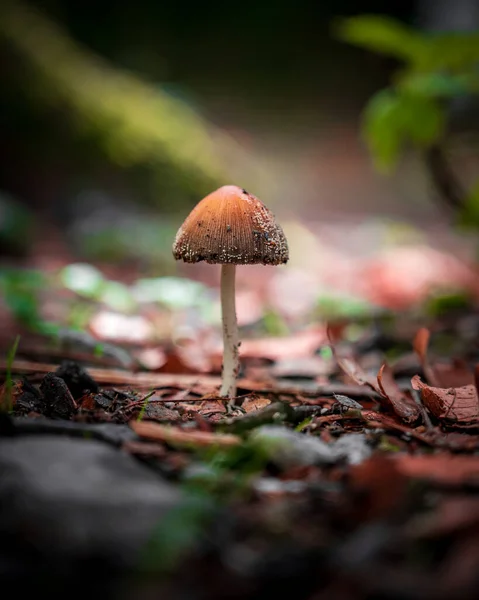 Beau Champignon Blanc Dans Forêt — Photo