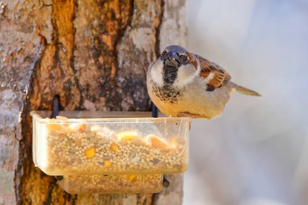 Eine Nahaufnahme Eines Niedlichen Vogels — Stockfoto