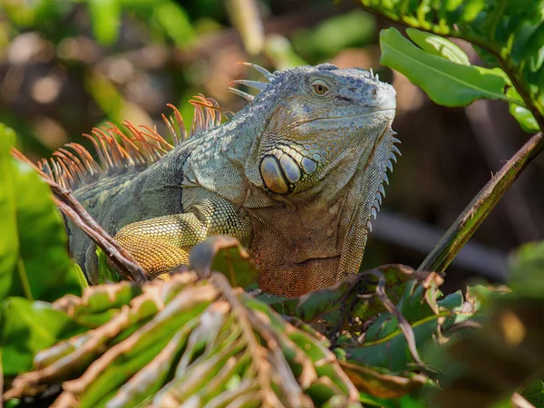 Grüner Leguan Zoo — Stockfoto