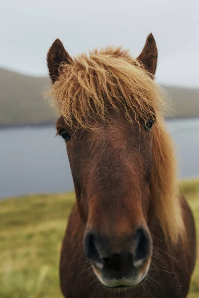 Icelandic Horse Mountains — Stock Photo, Image