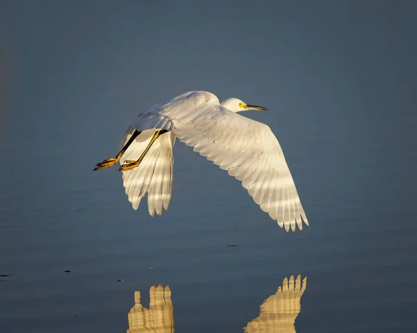 Suda Beyaz Balıkçıl Uçuyor — Stok fotoğraf