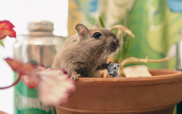 Una Pequeña Rata Olla —  Fotos de Stock