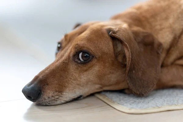 床に寝そべってる可愛い犬 — ストック写真