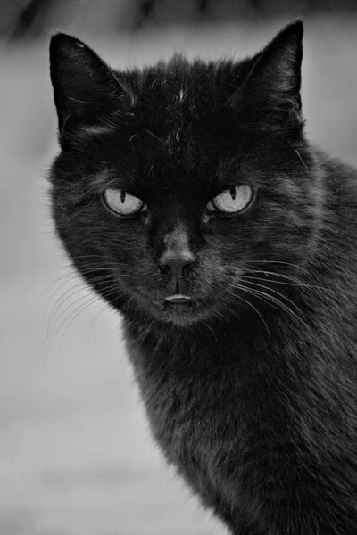 Gato Preto Branco Com Uns Olhos Bonitos — Fotografia de Stock