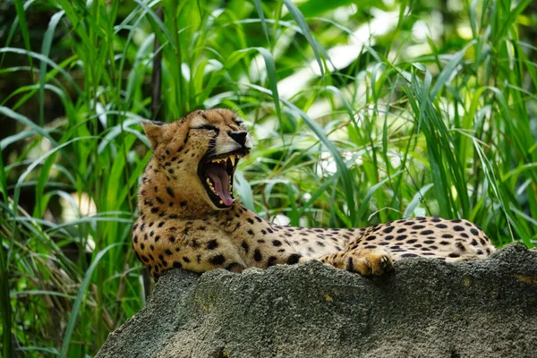 Nahaufnahme Eines Geparden Der Savanne — Stockfoto
