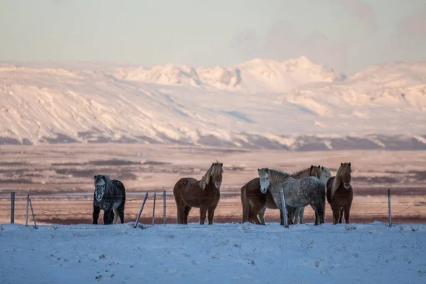 Caballos Icelandic Las Montañas — Foto de Stock