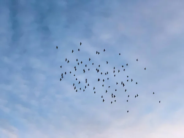 空を飛ぶ鳥の群れ — ストック写真