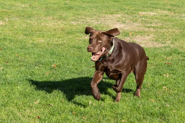 Parktaki Köpek — Stok fotoğraf