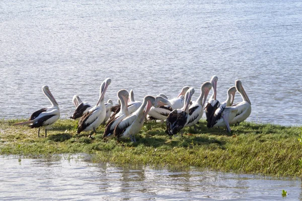 Білі Пелікани Озері — стокове фото