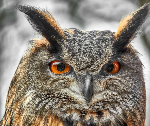 Portrait Beautiful Owl — Stock Photo, Image