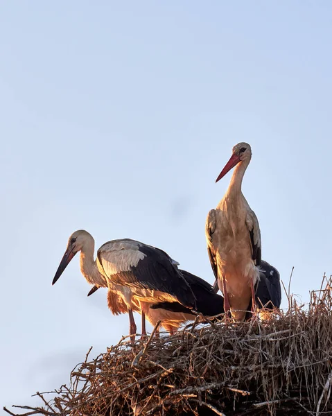 Storks Nest Park — Stock Photo, Image