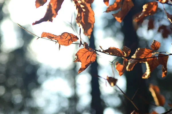 Herbst Blätter Herbst Jahreszeit Flora — Stockfoto