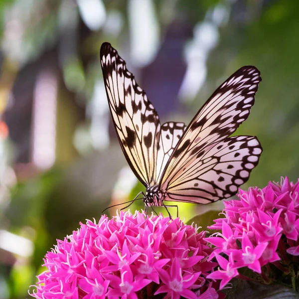 Borboleta Uma Flor Rosa — Fotografia de Stock