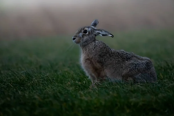 Lapin Sur Herbe Verte Dans Parc Animal Nature — Photo