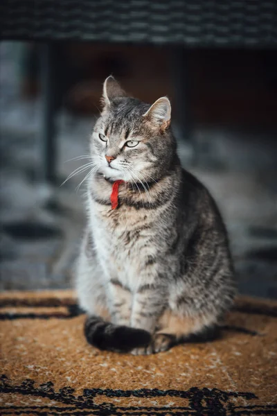 แมวบนถนน — ภาพถ่ายสต็อก