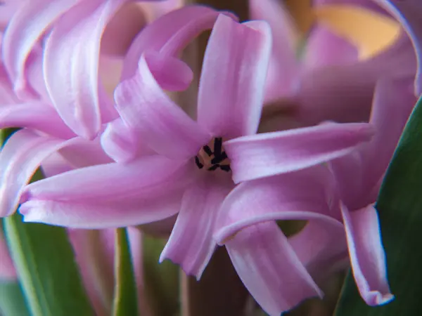 Belle Fleur Lis Rose Dans Jardin — Photo