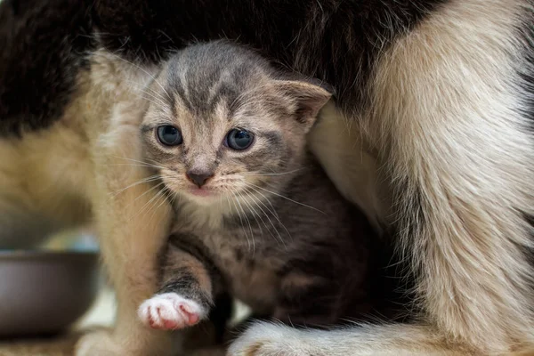 Cute Little Kitten Small Cat — Stock Photo, Image