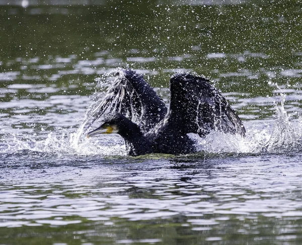 Una Gran Ballena Negra Agua — Foto de Stock