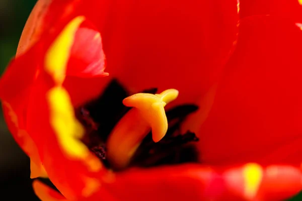 Ботанічний Постріл Красиві Квіти — стокове фото
