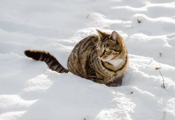 Γάτα Στο Χιόνι — Φωτογραφία Αρχείου