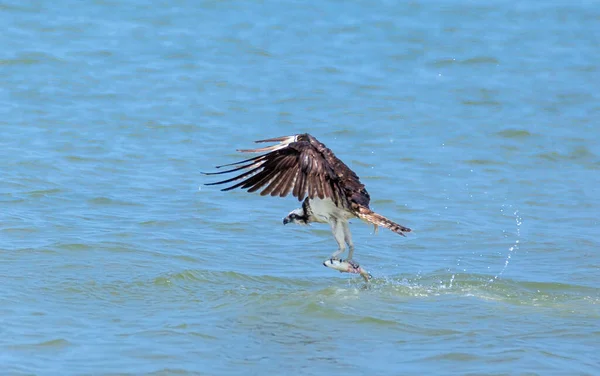 Vultur Chel Care Zboară Cer — Fotografie, imagine de stoc
