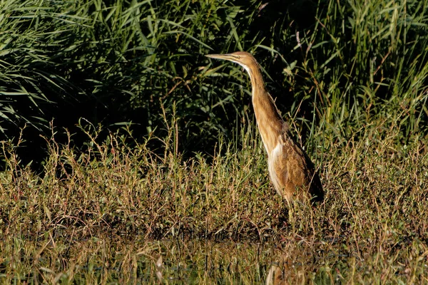 Bird Grass — Stock Photo, Image