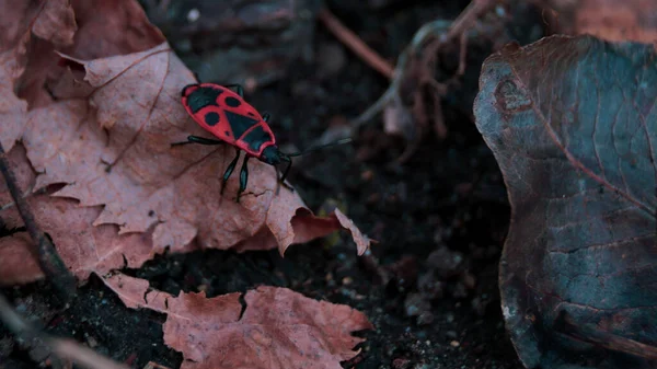 Yaprağın Üzerindeki Kırmızı Böcek — Stok fotoğraf