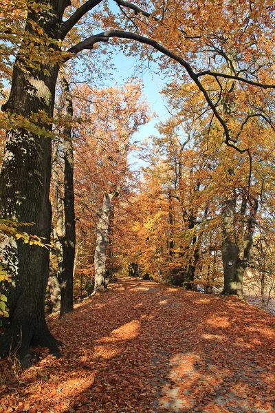 Outono Paisagem Com Árvores Coloridas Folhas — Fotografia de Stock