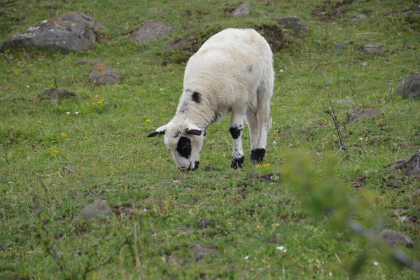 Biała Owca Łące — Zdjęcie stockowe
