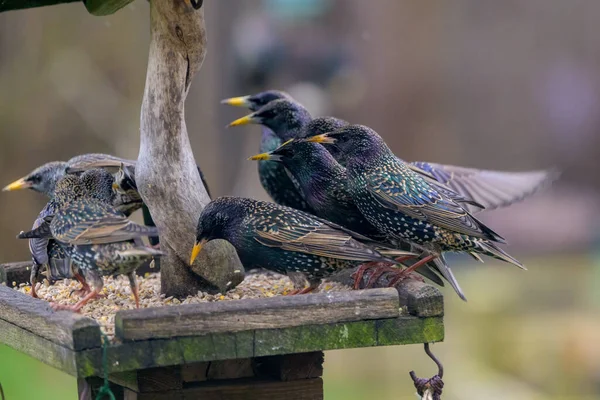 Primo Piano Bellissimo Uccello — Foto Stock