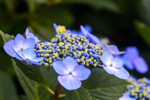 庭の青い花 — ストック写真