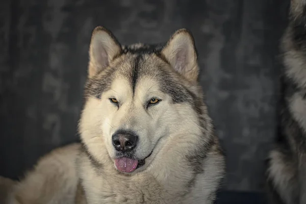 Retrato Hermoso Perro — Foto de Stock