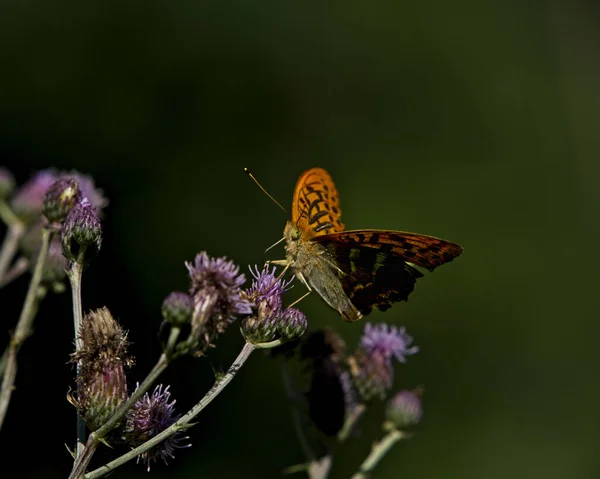 Beautiful Butterfly Flower — Stock Photo, Image