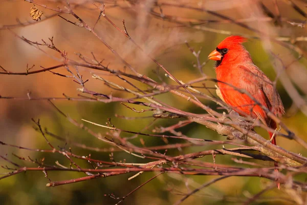 Ptak Czerwonymi Piersiami Siedzący Gałęzi — Zdjęcie stockowe